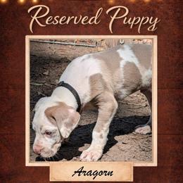 Aragorn - Harlequin male Great Dane puppy in Citra, Florida from AEW Farm
