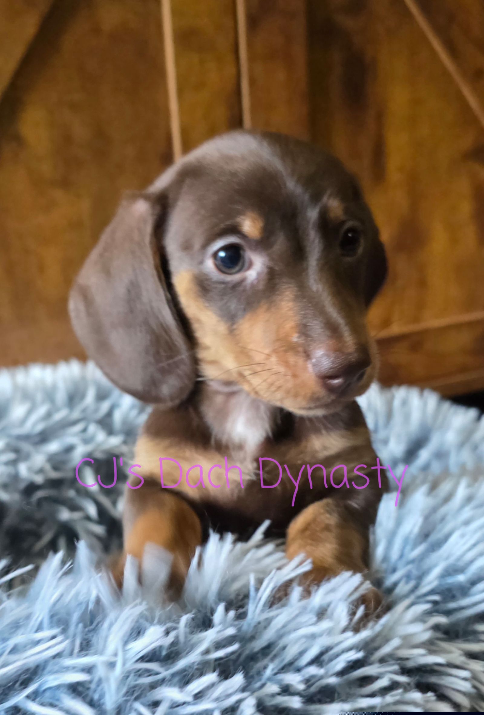 MAY 3800 - Chocolate and tan female Dachshund puppy in Gatesville, Texas from CJ's Dach Dynasty