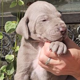 Eli - Silver male Great Dane puppy in Towaco, New Jersey from MommaDukes Danes