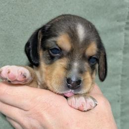 Blue Collar Girl - Black tan and white female Beagle puppy in High Point, Ohio from Copper Sky Beagles