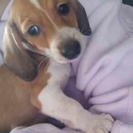 Peanut - Piebald female Dachshund puppy in Sturtevant, Wisconsin from Nicole's Dachshunds