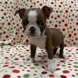 Barkley (Dk Blue) - Red male Boston Terrier puppy in Hanover, Pennsylvania from Eastview Boston Terriers