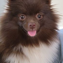 Pomeranian Puppies from Tanner's Majestix Kennels