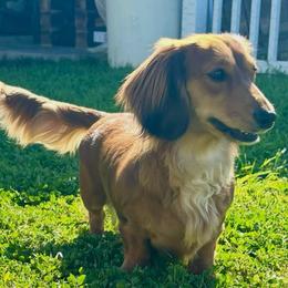 Bella - Dachshund