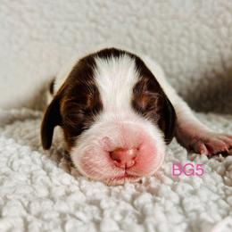 BG5 - Tri-Roan female English Springer Spaniel puppy in Britton, South Dakota from K&S Canines