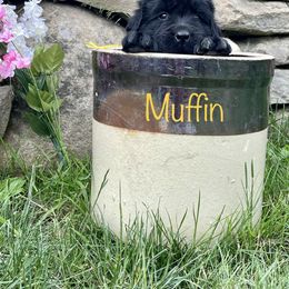 Girl 1 - Newfoundland puppy in Tully, New York from Bear Paw Newfoundlands