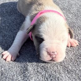 Grana - Red female American Staffordshire Terrier puppy in Franklin County, Vermont from Explicit Amstaffs Of New England