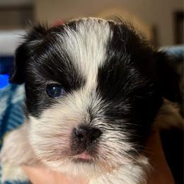 Mick - Black and white male Shih Tzu puppy in Skipperville, Alabama from Nay Nay’s Babies