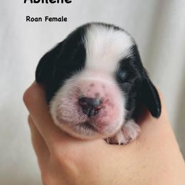 Abilene - Black and white female English Springer Spaniel puppy in Casa Grande, Arizona from The Spaniel Garden