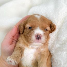 Twix - Red and white male Cockapoo puppy in Pledger, Texas from Sugarbear Cockapoos