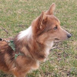 Amber - Pembroke Welsh Corgi