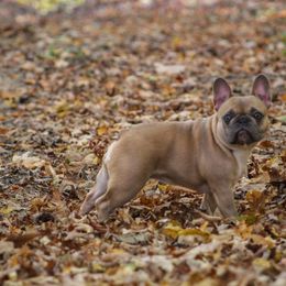 Rowan - French Bulldog
