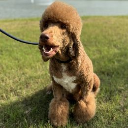 Ruby - Poodle