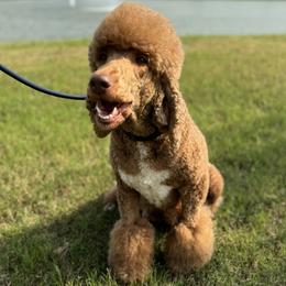 Ruby - Poodle