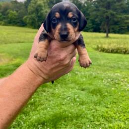 Apollo - Black and tan male Dachshund puppy in Milroy, Pennsylvania from Not Your Average Weiner