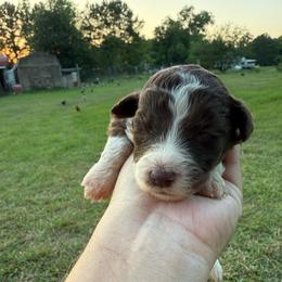 Virginia - Brown and white female Aussiedoodle puppy in Four Oaks, North Carolina from RoseWest Farms