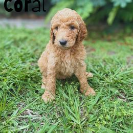 Coral - Apricot female Goldendoodle puppy in Inez, Texas from Heavenly H Doodles