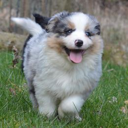 Aussiedoodles, Miniature American Shepherds, and Miniature Australian Shepherds from North Lake Aussies
