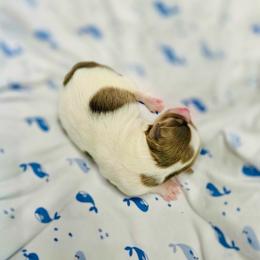 Penney - Blue female Havanese puppy in Hawthorne, Florida from Havanese Acres