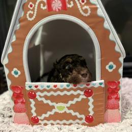 Snoopy - Brown and white male Bernedoodle puppy in Monument, Colorado from Colorado Dreamin Doodles