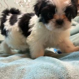 Blue Angel - Black and white male Shih Tzu puppy in Zephyrhills, Florida from Mary’s Shih Tzus