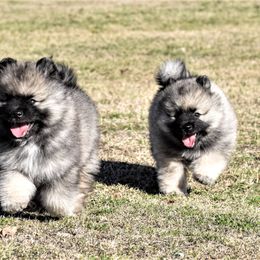 Keeshond Puppies from Anna Boehringer