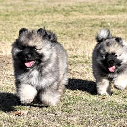Keeshond Puppies from Anna Boehringer