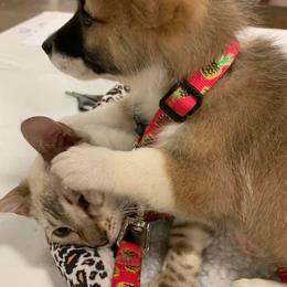 Pembroke Welsh Corgis from Patty's Pembroke Welsh Corgis