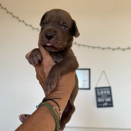 Fendi - Chocolate female Great Dane puppy in Reno, Nevada from Good Dog Danes