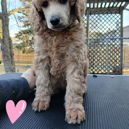 Pink - Apricot female Poodle puppy in Big Rapids, Michigan from Meeker's Ridge Standard Poodles