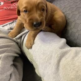 Purple Girl - Dark golden female Golden Retriever puppy in Sun City, California from Benjamin Irving Goldens