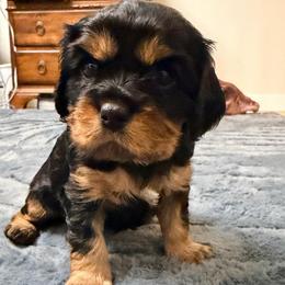 Juniper Clover - Black and tan female Cavalier King Charles Spaniel puppy in Spokane, Washington from PJE Cavs and Poos