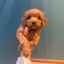 Cold Brew - Red male Cavapoo puppy in River Falls, Wisconsin from Dottie's Doodles
