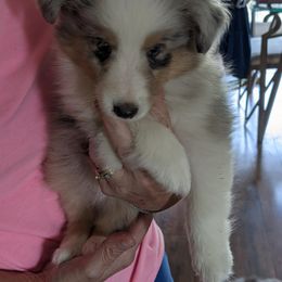 Shetland Sheepdog Puppies from Hawks Acres Shetland Sheepdogs