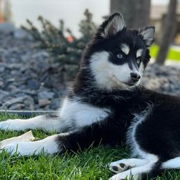 Pomskies from Kananowicz Pomskies