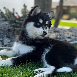 Pomskies from Kananowicz Pomskies