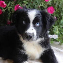 Nile - Black & white male Australian Shepherd puppy in Hillsboro, Ohio from Sugar Grove Farms