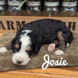 Josie - Tri-color female Bernedoodle puppy in Lancaster, Minnesota from Richardville Hunde