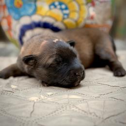 Belgian Tervuren Puppies from Nordstern Tervuren