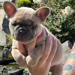 French Bulldog Puppies from Private Reserve French Bulldogs
