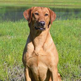 Ritz - Labrador Retriever