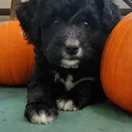 Roxy - Black female Goldendoodle puppy in Lewistown, Pennsylvania from Southern Star Goldendoodles