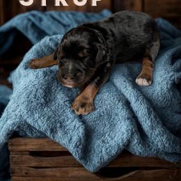 Syrup - Sable male Aussiedoodle puppy in Ellenburg Center, New York from Kristin's Puppies