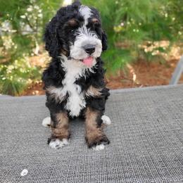 Duke - Tri-color male Bernedoodle puppy in Port Orange, Florida from Royal doodles of Florida