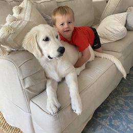 Goldendoodle and Golden Retriever Puppies from Angelic Goldens