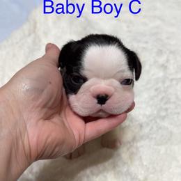 Boston Terrier Puppies from Candi's Boston Terriers