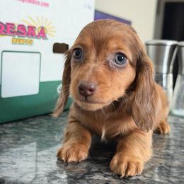 (TINY) Partial Blue Eye Shaded Red Dapple Male - Dapple male Dachshund puppy in Horizon City, Texas from Micah's Minis