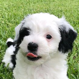 Havanese from Havana Knights Havanese