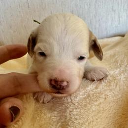 Garlic - Parti male Goldendoodle puppy in Danville, Virginia from Stella’s Stunning Goldendoodles of VA