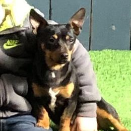 Susie - Teddy Roosevelt Terrier